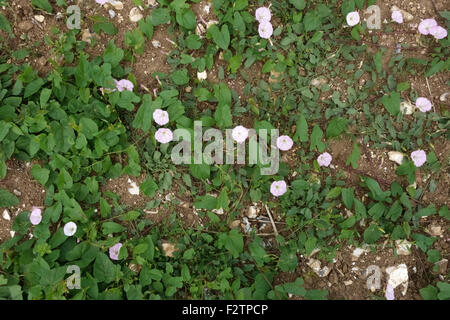 Feld-Winde, Convolvulus Arvensis, Blumen auf Prostata jährliche Acker-Unkraut, Berkshire, Juni Stockfoto