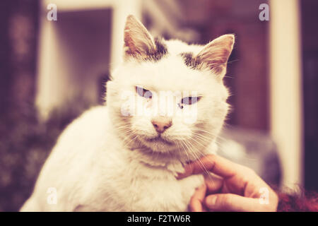Zarte Frauenhand ist eine schmutzigste aussehende streunende Katze streicheln. Stockfoto