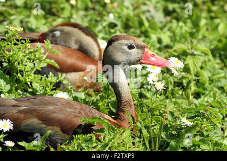 Schwarzbäuchigen Pfeifen Ente (Dendrocygna Autumnalis) Aka Red-billed Pfeifen Ente. Stockfoto