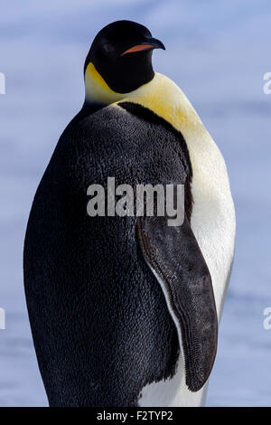 Antarktis-Kaiser Pinguine Aptenodytes forsteri Stockfoto