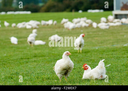 Fosse Wiesen Freilandhaltung Bauernhof North Kilworth Leicestershire UK HOMER SYKES Stockfoto