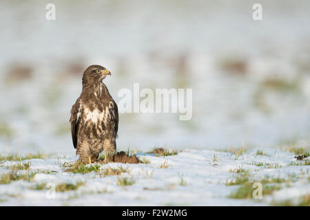 Mäusebussard / Bussard / Maeusebussard (Buteo Buteo) stehend / Jagd / uns etwa auf dem Schnee bedeckt Weide. Stockfoto