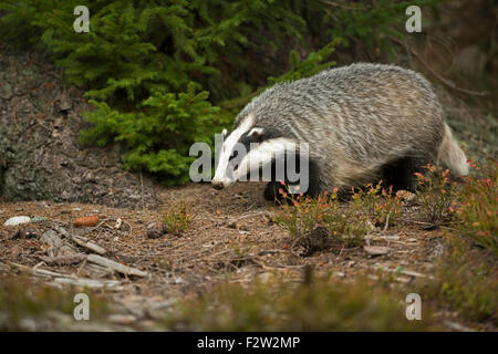 Europäischer Dachs (Meles Meles) / Europaeischer Dachs in natürlicher Umgebung einen herbstlichen Wald auf der Suche nach Nahrung. Stockfoto