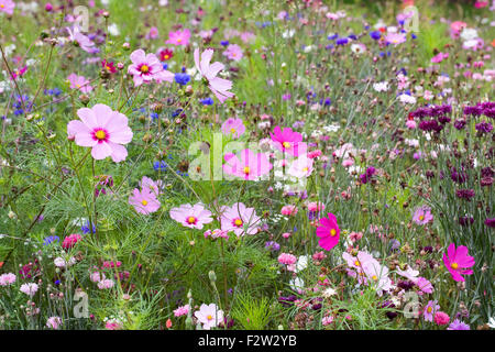 Blumenwiese im Spätsommer. Stockfoto