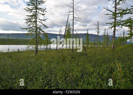 Taiga-See. Blick auf den See auf dem Putorana Plateau, Taimyr, Sibirien, Russland. Stockfoto