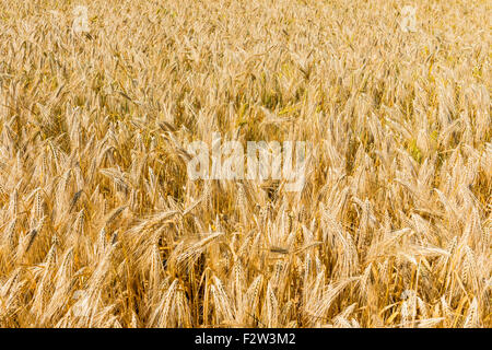 Goldene Gerstenfeld in der Sommersonne. Stockfoto