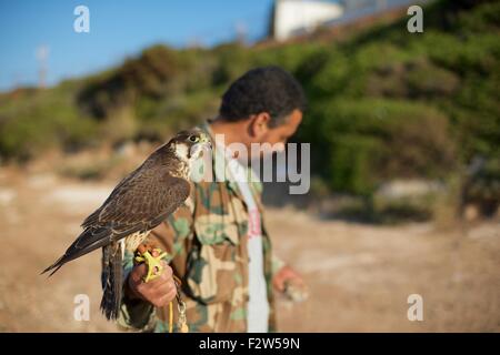 Falkner halten eine Barbary Falcon auf dem jährlichen Festival de L'epervier oder Falknerei Festival in El Haouaria in Tunesien Stockfoto