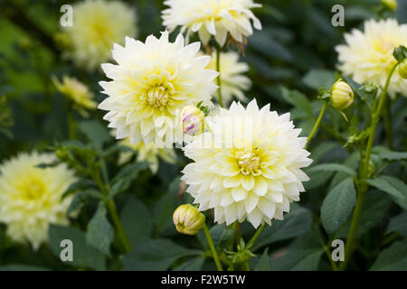 Blassgelbe Dahlia Blüten. Stockfoto