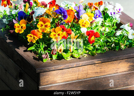 Stiefmütterchen (Viola Tricolor) im Blumenbeet Stockfoto