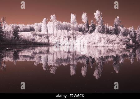 Infrarot-Fotografie schöner Spiegel Spiegelbild Wald am Teich. Stockfoto