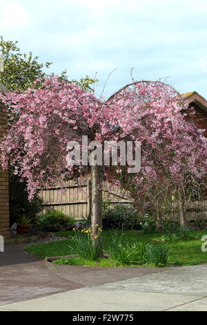 Weinend Kirschbaum in voller Blüte rosa Stockfoto