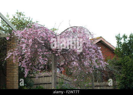 Weinend Kirschbaum in voller Blüte rosa Stockfoto