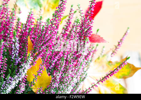 Heather und Herbst Blätter abstrakte Blumenstilleben Konzept Stockfoto