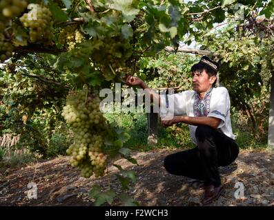 (150924)--TURPAN, 24. September 2015 (Xinhua)--Pataer Keyimu sammelt Trauben auf seinem Weingut in der Traube Tal von Turpan, Nordwesten Chinas Xinjiang Uygur Autonome Region, 6. September 2015. Pataer führt im Vergleich mit dem Leben seines Großvaters, eine neue Art des Lebens durch nicht nur Anbau und Verkauf von Trauben, aber auch Tourismus und andere Unternehmen dank des Internets. Im Jahr 2010 Pataer ein Aufenthalt mit der Familie Unternehmen gegründet und verkauft lokale Produkte wie getrocknete Trauben, um Touristen anzuziehen. In diesem Jahr, schätzt er, dass die jährlichen Ertrag 150.000 RMB Yuan (etwa 23.505 US-Dollar) erreichen würde. Als das 3G Service p Stockfoto