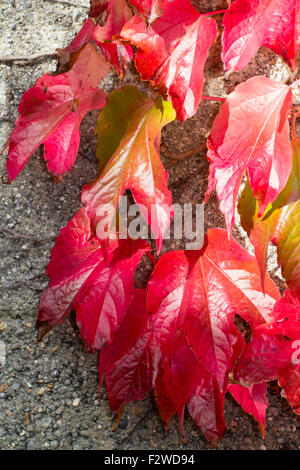 Leuchtend scharlachrot Herbst Färbung des holzig, selbst Klammern Kletterer, Parthenocissus Tricuspidata, Boston-Efeu Stockfoto