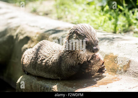 Fischotter (Lontra Canadensis) gefangen Fischen und Essen seinen am Ufer Stockfoto