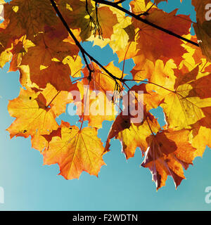 Gelbe Herbst Ahorn Blätter über blauen Himmelshintergrund, quadratischen Retro-getönten Foto Stockfoto