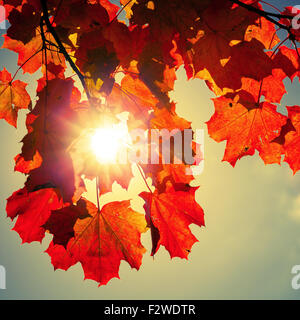 Sonne durch rote Ahornblätter, quadratischen Retro-getönten Fotohintergrund Herbst Stockfoto