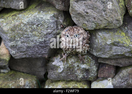 Steinkauz Athene Noctua in den Spalten einer Trockensteinmauer hautnah Stockfoto