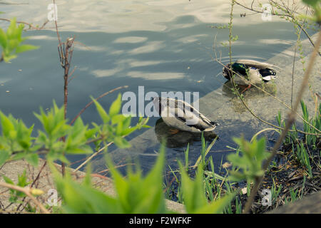 Enten schwimmen in ihren Fällen, aus den Büschen entfernt. Split toning-Farbe Stockfoto