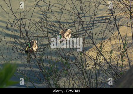 Enten schwimmen in ihren Fällen, aus den Büschen entfernt. Split toning-Farbe Stockfoto