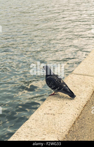 Taube auf dem Geländer der Moskauer Flußdamm Frunse. Blick von der Akademie der Wissenschaften und der Garten Niskuchny Teiltonung Stockfoto
