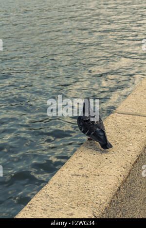 Taube auf dem Geländer der Moskauer Flußdamm Frunse. Blick von der Akademie der Wissenschaften und der Garten Niskuchny Teiltonung Stockfoto