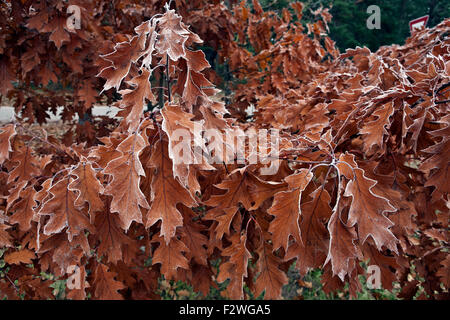 Raureif bedeckt Blättern von Quercus Rubra, gemeinhin als Roteiche oder Champion Eiche Stockfoto