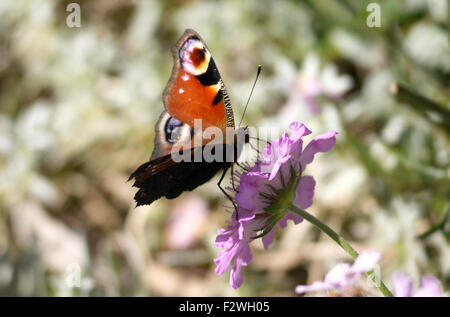 Liverpool, Vereinigtes Königreich. 24. Sep, 2015. Schmetterlinge in der Sonne in Liverpool heute. Der Europäische Pfau, besser bekannt als das Tagpfauenauge ist ein bunter Schmetterling, in Europa und gemäßigten Asien als Ferner Osten wie Japan gefunden. Früher als das einzige Mitglied der Gattung Inachis Kredit klassifiziert: ALAN EDWARDS/Alamy Live News Stockfoto