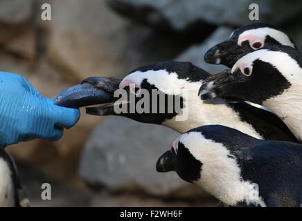 African Black footed Pinguine (Spheniscus Demersus) gefüttert Fisch von einem Vogel-Handler im Burgers Zoo, Arnheim, Niederlande Stockfoto