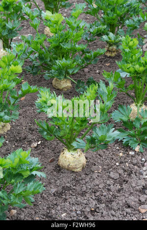 Auch Graveolens. Knollensellerie Monarch im Gemüsebeet Stockfoto
