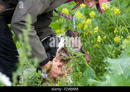 Englisch Springer Spaniel training Stockfoto