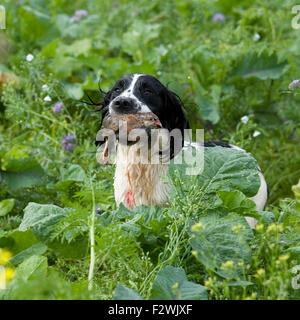 English springer Spaniel holt Rebhuhn ab Stockfoto