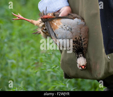 Fehlschüsse Rebhuhn Stockfoto