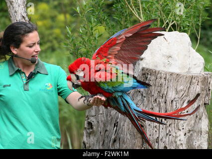 Vogel-Handler im Avifauna Vogel Zoo mit einem handheld paar Rot-Grüne Aras (Ara Chloropterus - aka grün, geflügelten ARA) Stockfoto