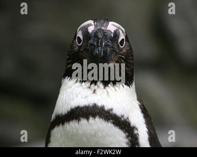 Black footed Pinguin (Spheniscus Demersus) Porträt, vor der Kamera. Aka afrikanische Pinguin oder Jackass penguin Stockfoto