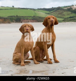 Magyar Vizsla Erwachsene und Welpen Stockfoto