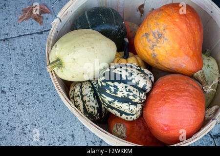 Korb mit Kürbissen und Kürbisse auf dem Wochenmarkt (Sonntag Bauernmarkt in Baie-Saint-Paul, Quebec, Kanada) Stockfoto