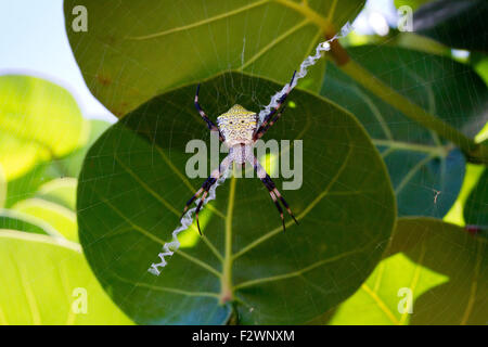 Hawaiian Kreuzspinne (Argiope Appensa) auf ihr Netz in einem Baum am Ho'okipa Beach Park, Paia, Maui, Hawaii, im August Stockfoto