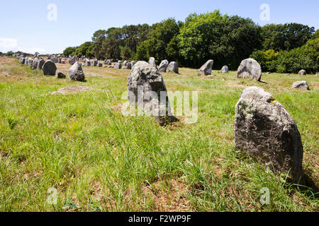 Einige der mehr als 3000 Menhire aus dem Neolithikum in Carnac, Bretagne, Frankreich Stockfoto