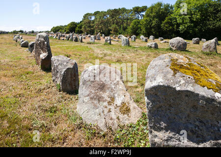 Einige der mehr als 3000 Menhire aus dem Neolithikum in Carnac, Bretagne, Frankreich Stockfoto