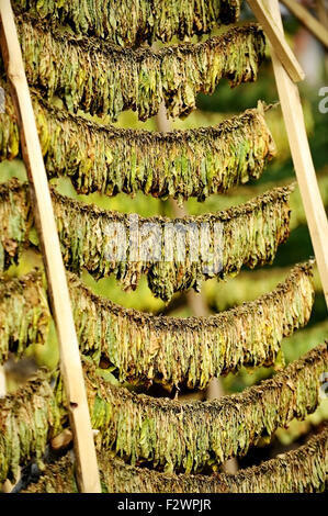 Blätter des Tabaks durch die klassische Methode in der Sonne getrocknet Stockfoto