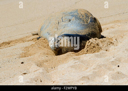 Hawaiianische Mönchsrobbe (Neomonachus Schauinslandi) ruhen am Strand von Ho'okipa Beach Park, Paia, Maui, Hawaii, im August Stockfoto