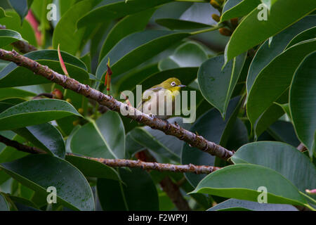 Japanische White-eye (Zosterops Japonicus) thront in einer Filiale in Haiku, Maui, Hawaii im August Stockfoto