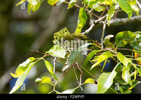 Japanische White-eye (Zosterops Japonicus) thront auf einem Baum in Haiku, Maui, Hawaii im August Stockfoto