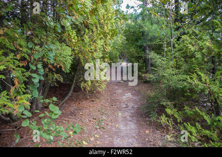 Trail in Punkt Au Roche Staatspark in Upstate New York Stockfoto