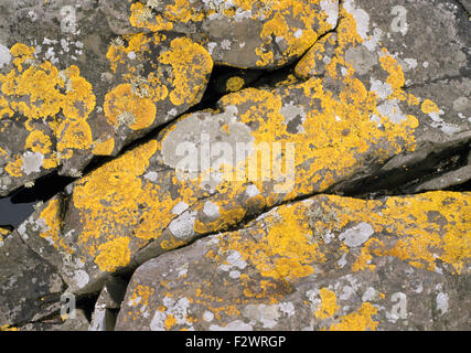 Nahaufnahme von Flechten bedeckt Felsen Stockfoto