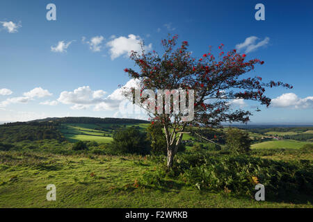 Blick von Cothelstone Hill. Quantock Hills. Somerset. VEREINIGTES KÖNIGREICH. Stockfoto