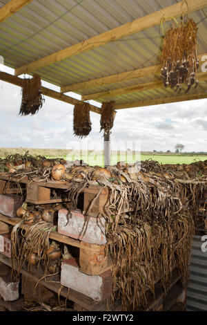 Lancashire, UK. 24. September 2015. Diese organisch produziert Zwiebeln, mit Knoblauch, in Lancashire hängen, sind auf Paletten im frühen Herbst Wind trocknen gelegt.  Grundstückseigentümer Ian hat eine organische nur Zuteilung zum Wohle der Gemeinschaft eröffnet.  Die Produkte kann entweder auf eigene, erworben werden oder durch eine Arbeit & Anteil Regelung erhalten.  {Mit Land Einverständnisses aufgenommene Bilder} Bildnachweis: Cernan Elias/Alamy Live-Nachrichten Stockfoto