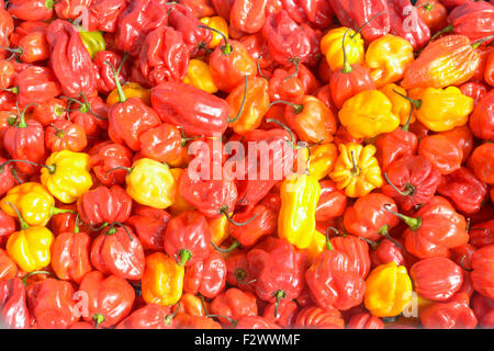 Super heiße Scotch Bonnet Chilis (Capsicum Chinese) für den Verkauf im Shop in Bedford, Bedfordshire, England Stockfoto